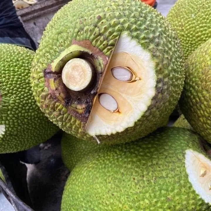Sweet Taste From Vietnam Fresh Jackfruit 10/15/20/30 kg No Chemicals Top Wholesale