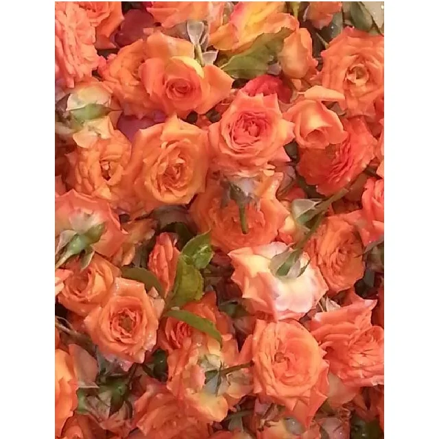 Cheap preserved flower Fresh Loose Flowers Miniature Rose Orange (Button Rose) at Lowest Price Golden Showers Orange rose