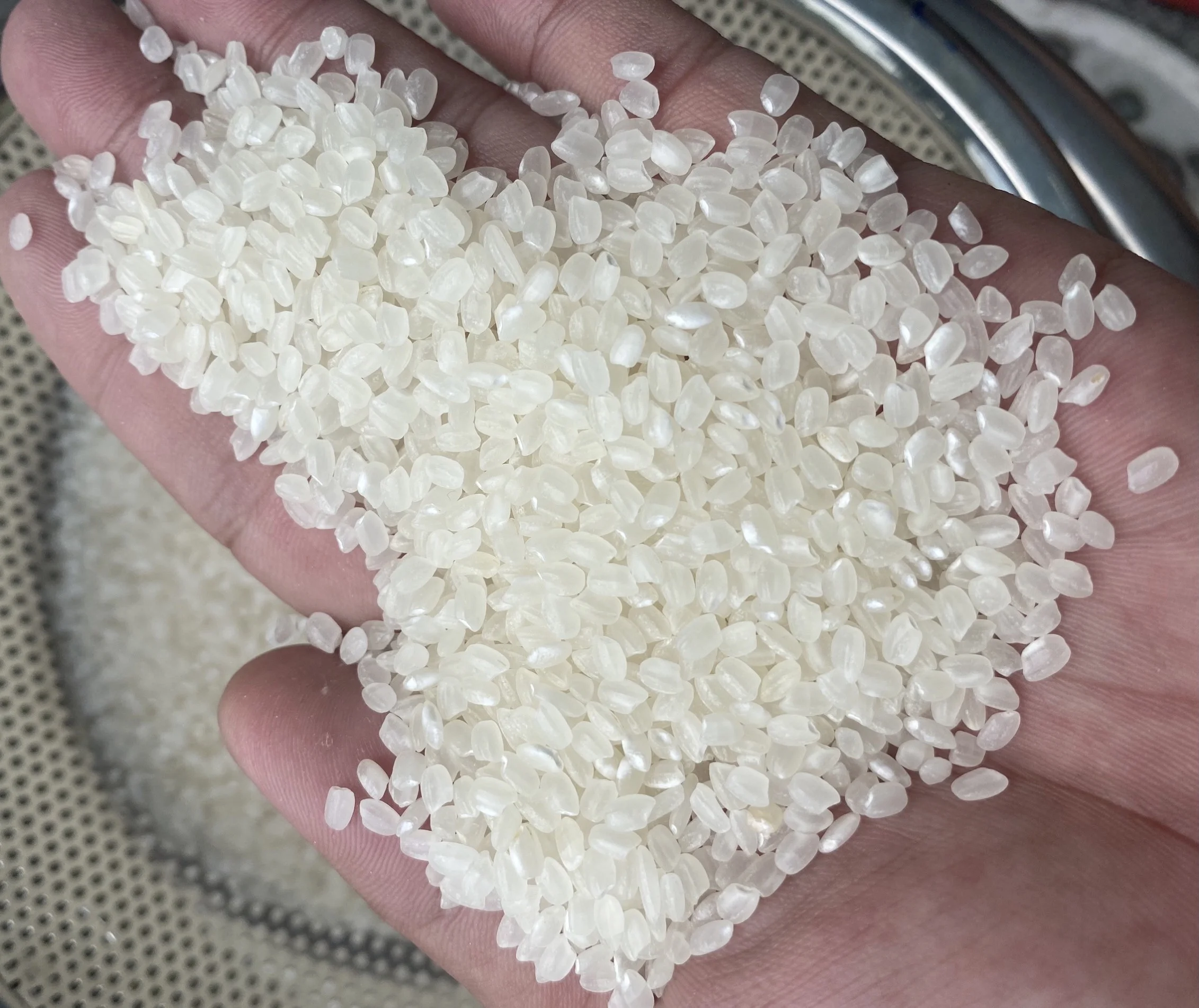 Cheapest price Vietnam Japonica rice 5% broken/ best quality// Ms Catina whatsapp +84 904 312 620