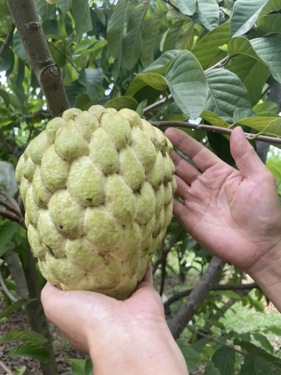 Свежие тропические фрукты, органический заварной яблочный фрукт, вьетнамские свежие фрукты, высокое качество, хорошая цена, распродажа