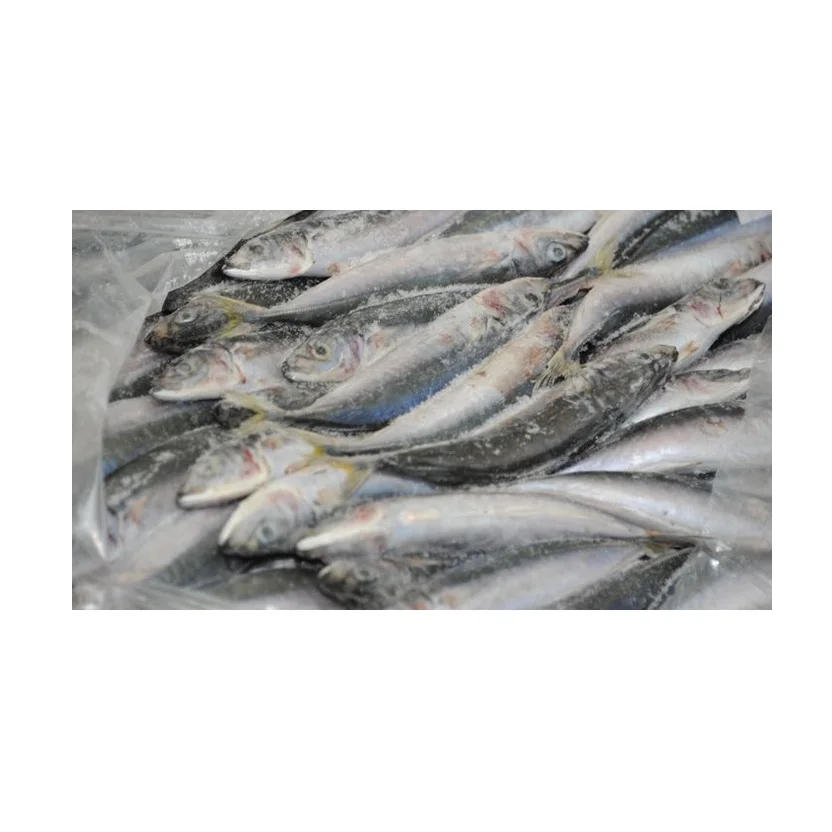 Frozen Fresh Sardine fish Seafood Wholesale Price 100% Exportable Top Quality from Indonesia