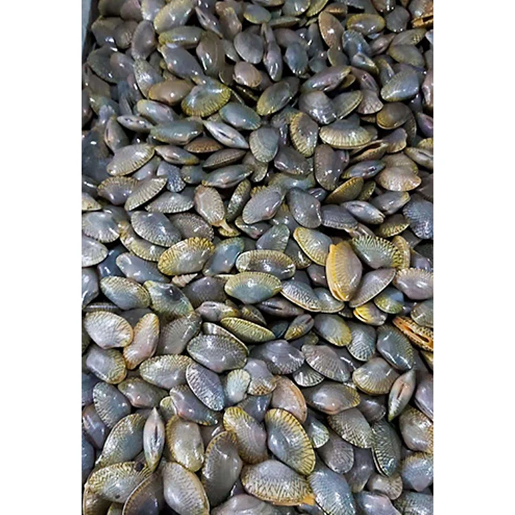 
High Quality Frozen Whole Brown Flower Clam 
