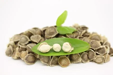 
Moringa Oleifera Seeds / Moringa Seeds Best Price 