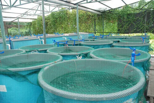 Aquaculture.jpg