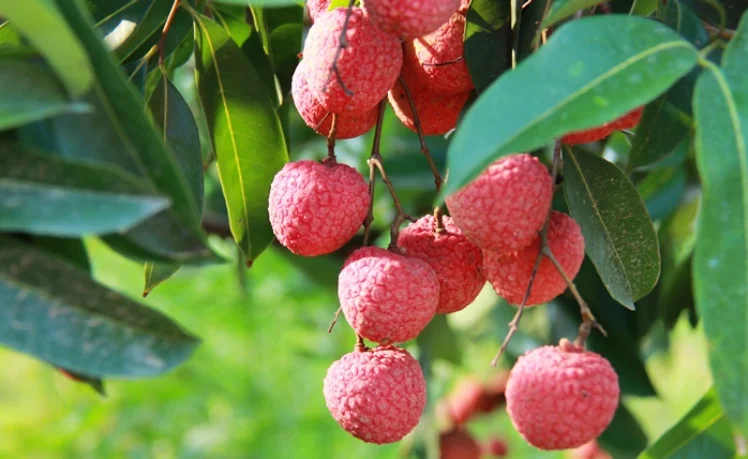 FRUIT SEASON-HEALTHY FRUIT/ FRESH LYCHEE FRUIT FROM VIETNAM- CHEAP PRICE- MS. Ahri +84 328334958  ( Whapsapp )
