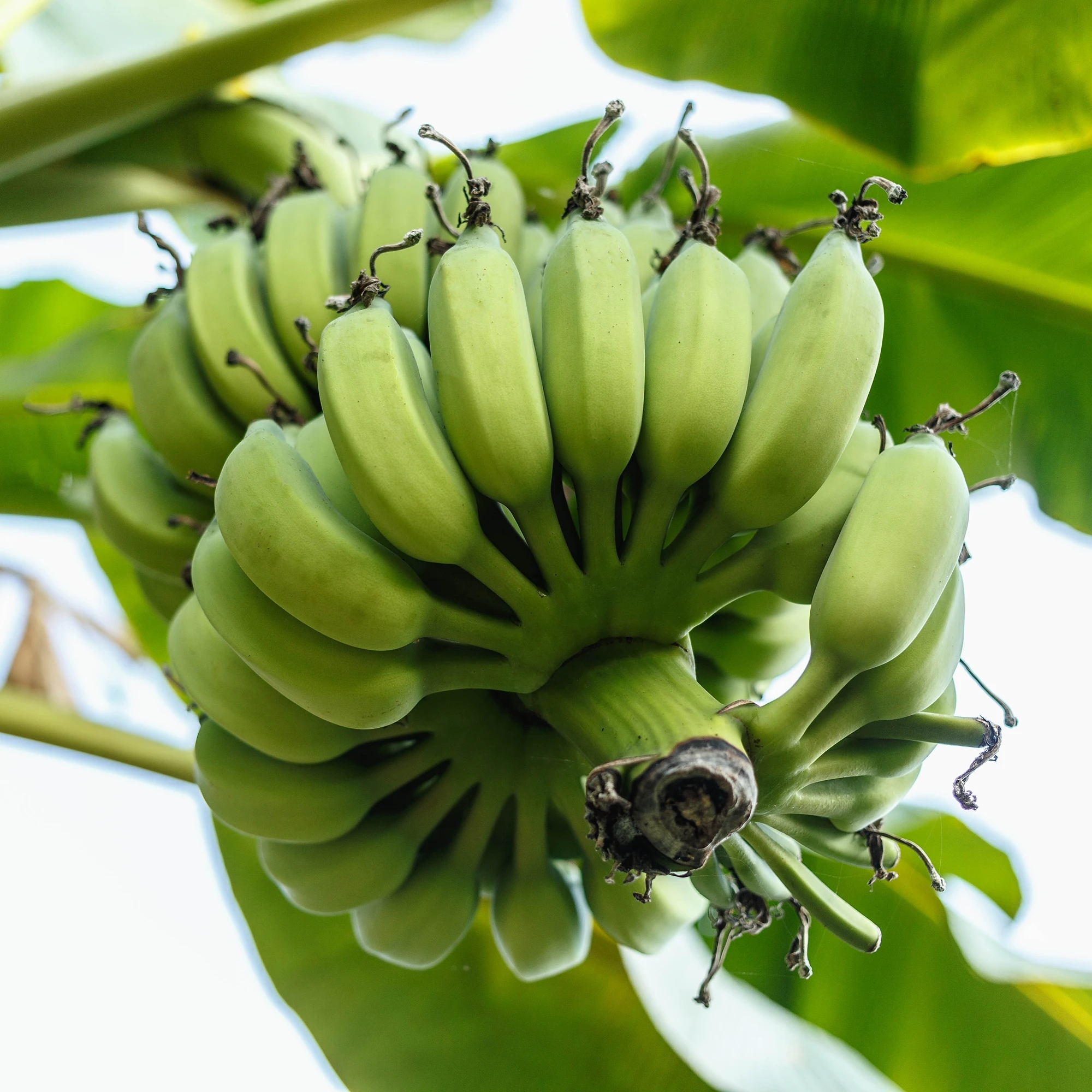 Fresh Cultivated Banana Fruit products Fresh bananas choicest Thai Fruit from Thailand fruit export