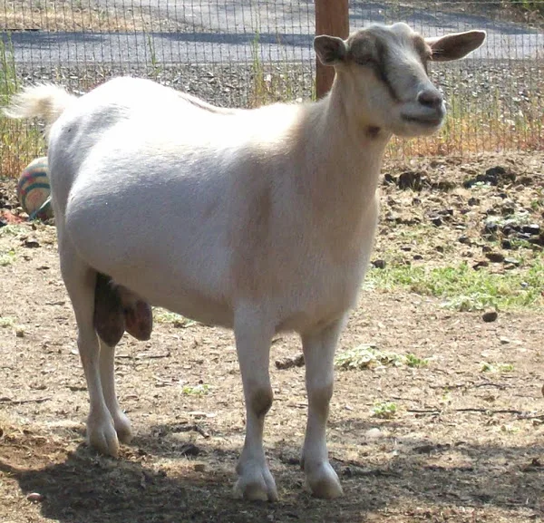 
Live Pregnant Goats/Horses/Donkeys/Cattle/Cows/sheep and Camel For SALE 