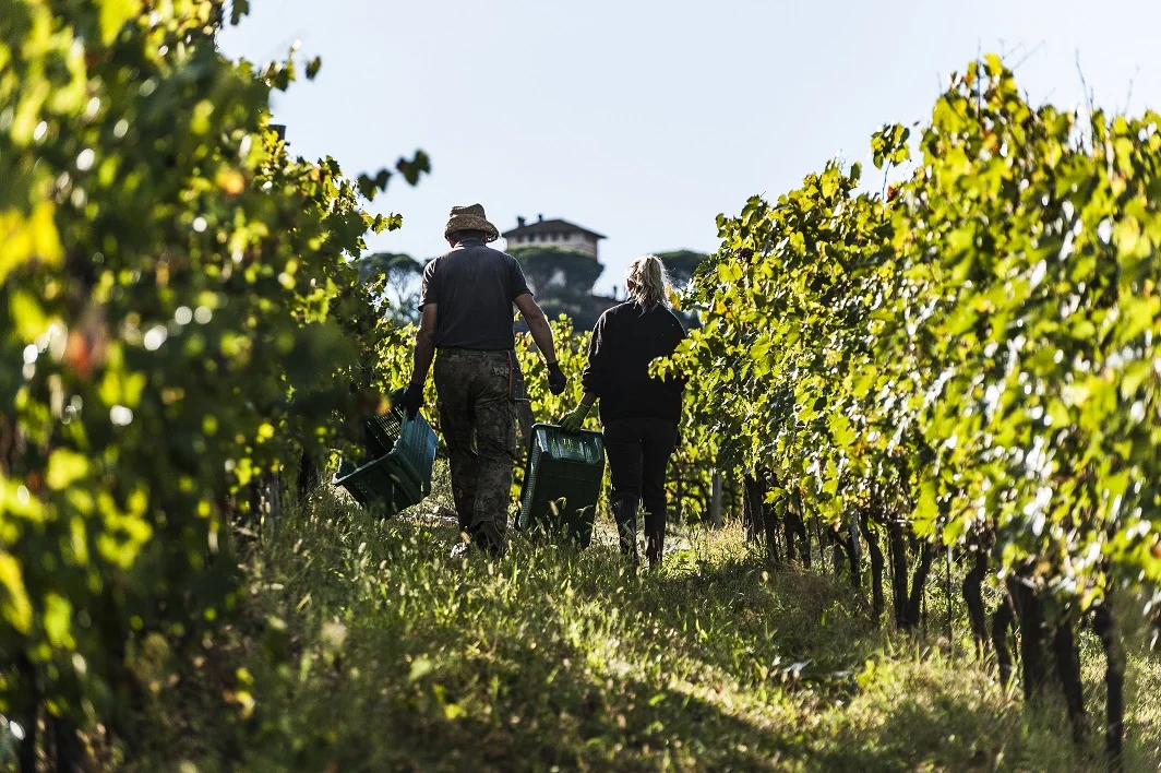 Винный супертосканский винный ящик Castello di Barbialla 2019, красного цвета