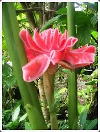 
Organic Farm Planting Red Torch Ginger Tropical Dahlia Flowers 