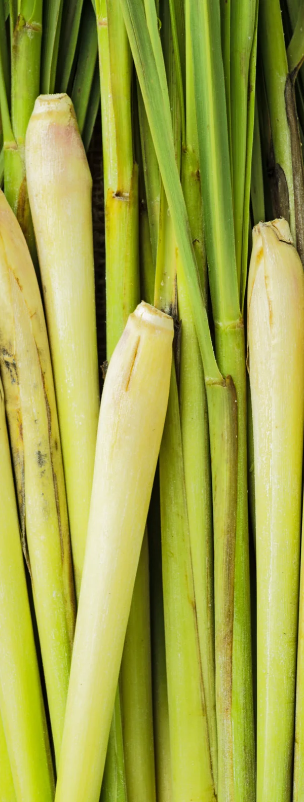 (Organic) Lemongrass Powder (1,000 gram) Thai Herbal Extract - Wholesale - custom size package & design (Product of Thailand)