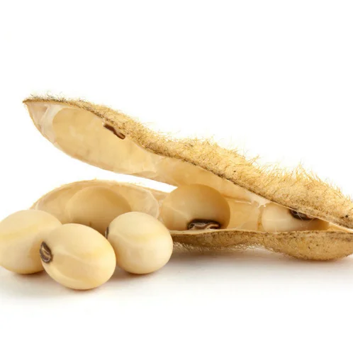 
2020 crop Brazil High protein yellow soybean soya beans / soy bean for sale 