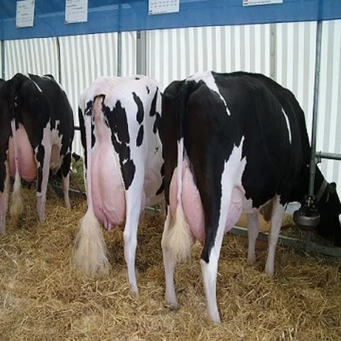 
Live Holstein Heifers Cow for sale 
