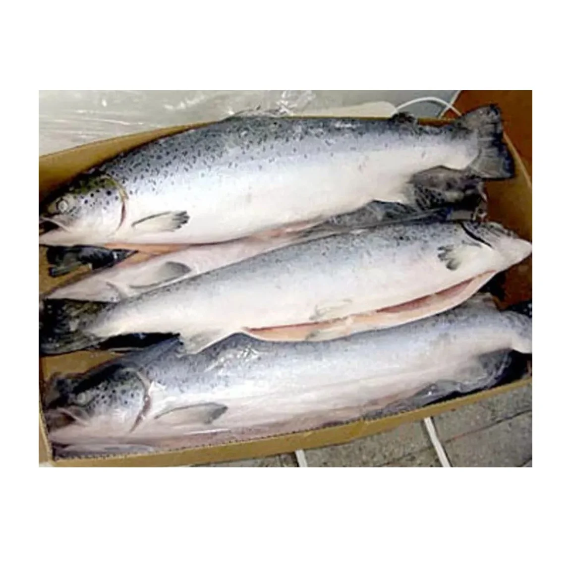 Wholesale Supplier Best Quality Fresh Salmon Fish For Sale In Cheap Price