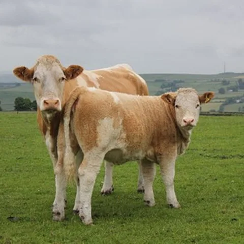 
Live Goats/Heifers Bulls/Fattening Beef Bulls/Sheep 