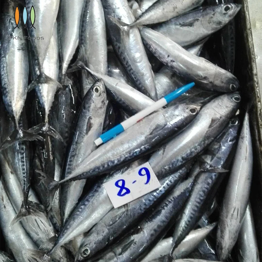 Purse Seiner Fresh Nature Seasonal Frozen Seafood Auxis Rochei Bonito with Box Packaging From Vietnam