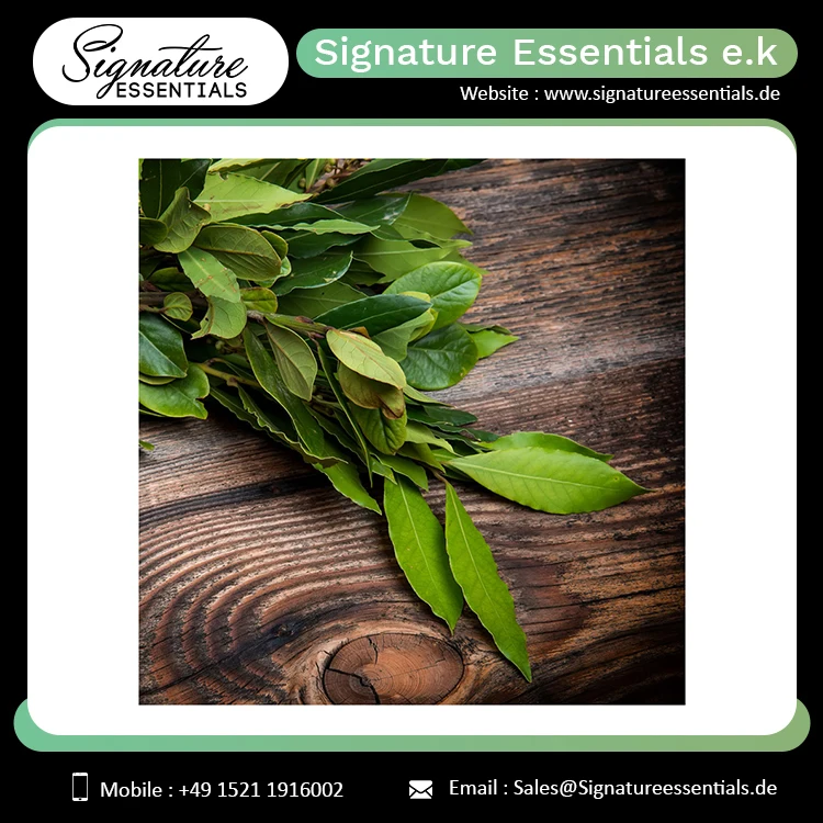 Bulk Selling Pure and Natural Balsam Peru Essential Oil Face Body and Hair Growth Use