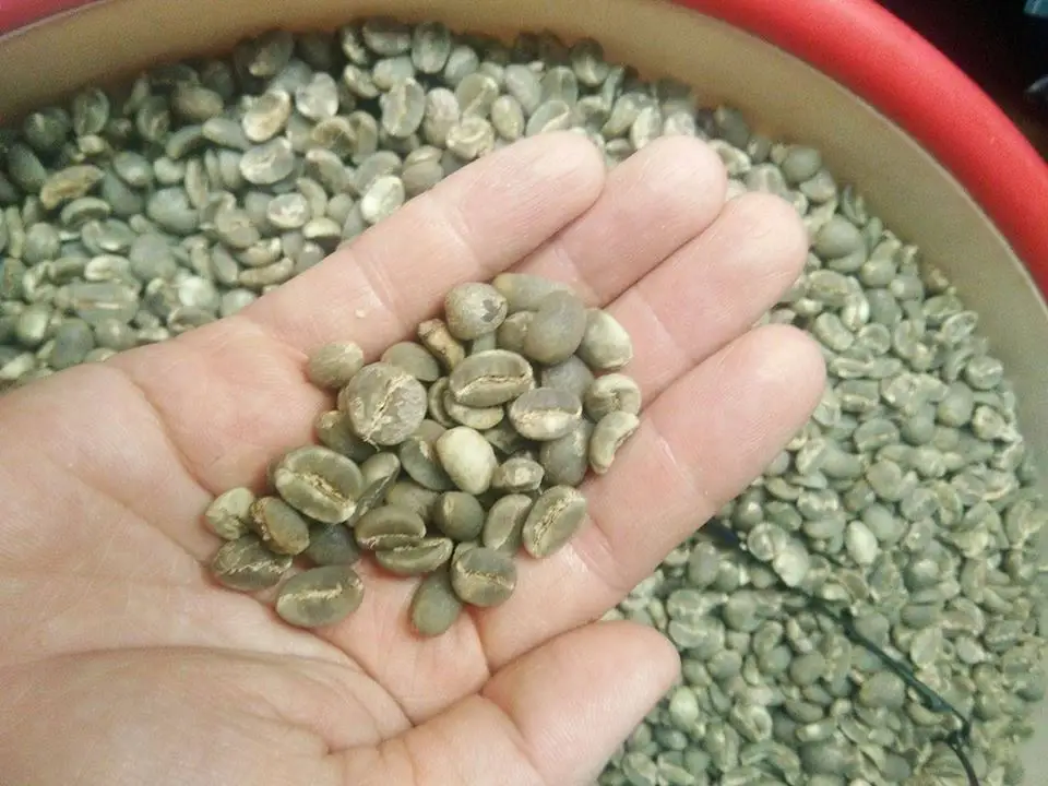 Green coffee helps to lose weight/ whatsapp +84 845 639 639