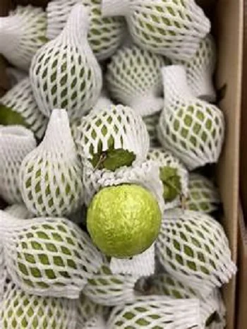 Свежие фрукты гуавы Лучшая цена высокое качество от VIKAFOODS (WhatsApp/ Wechat: + 84 983 028 718)