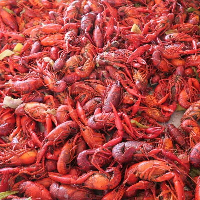 freshwater crawfish live crayfish alive in Europe crawfish / Lobster