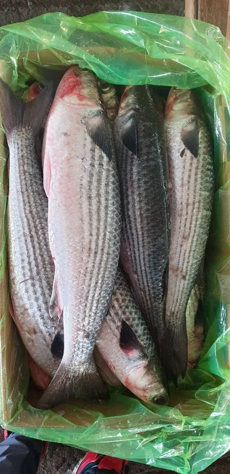 FROZEN GREY MULLET ( MUGIL CEPHALUS ) SEA FISH EXPORTERS SUPPLIERS TRADERS OF INDIA WITH BULK ORDER QUANTITY