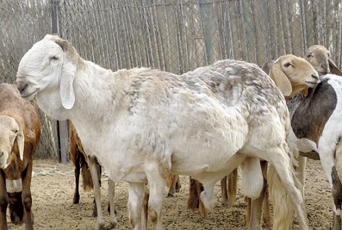 Sawakni sheep,cow,camel,sheep,goat,ox,bull