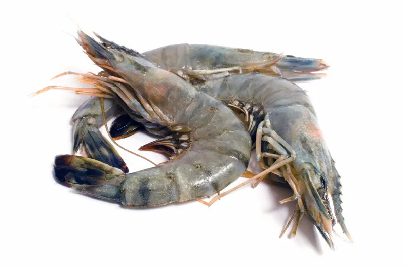 Whole Price Fresh Black Tiger Prawns Shrimp Red Shrimp