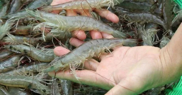 Factory Direct Sale Vannamei Shrimp PD from Vietnam
