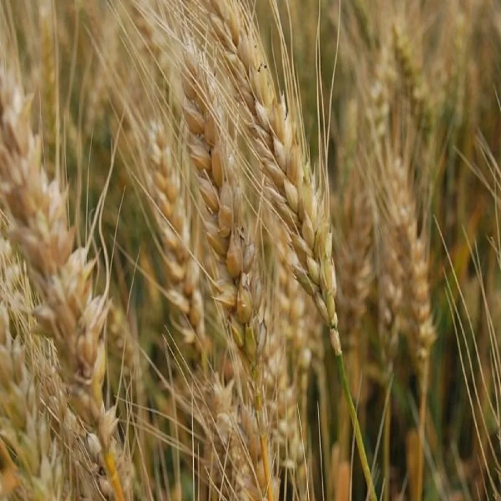 
Whole barley grain in bulk, barley grain 