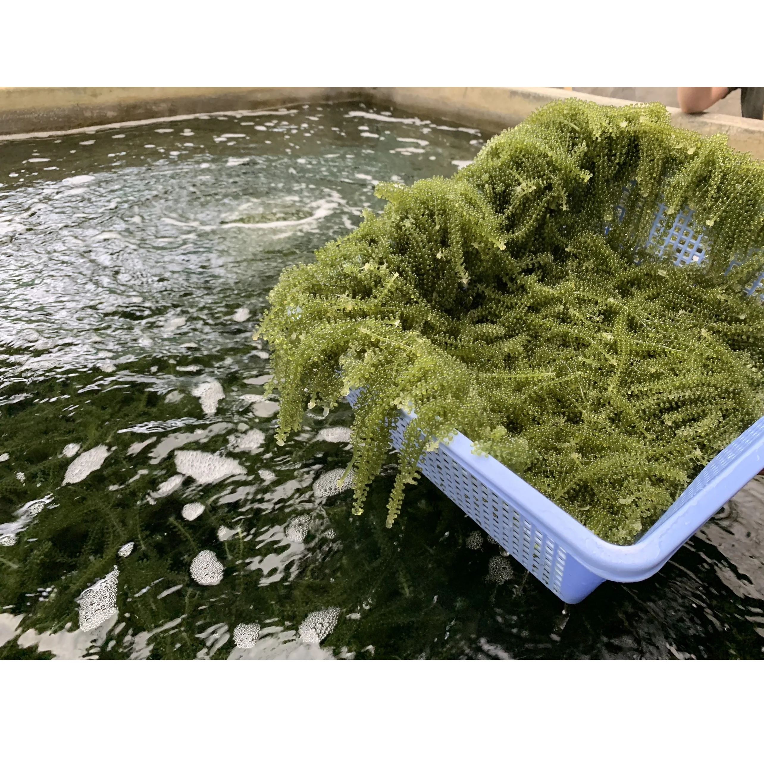 High Quality Fresh and salty Taste 100 KG Dried Organic Green Seafood Sea Grapes With Bag Packaging From Vietnam