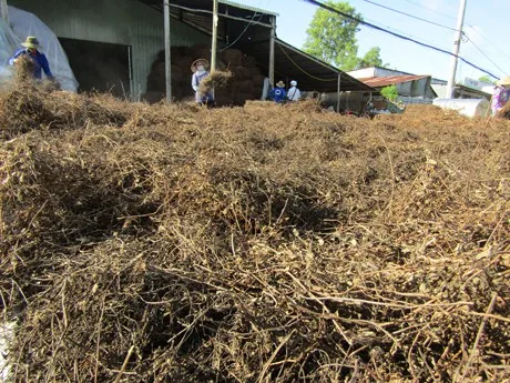 Листья сушеной травы желе // сушеная мезлона китайская для экспорта THOMAS + 84961478592