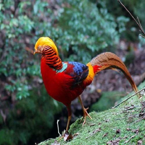 Lady Amherst Pheasants / RED GOLDEN PHEASANTS / GOLD PHEASANTS