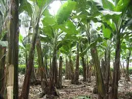 Top Grade Fresh Bananas For Competitive Sale Price
