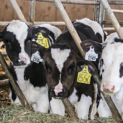 
300 Weight (kg) and Alive Style cow and calf 