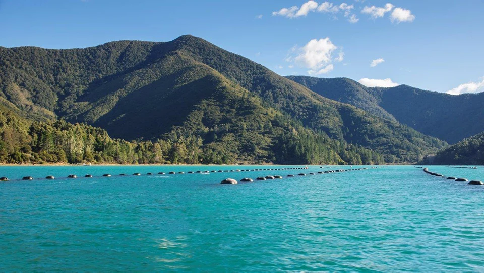 Aroma Mussel Farms