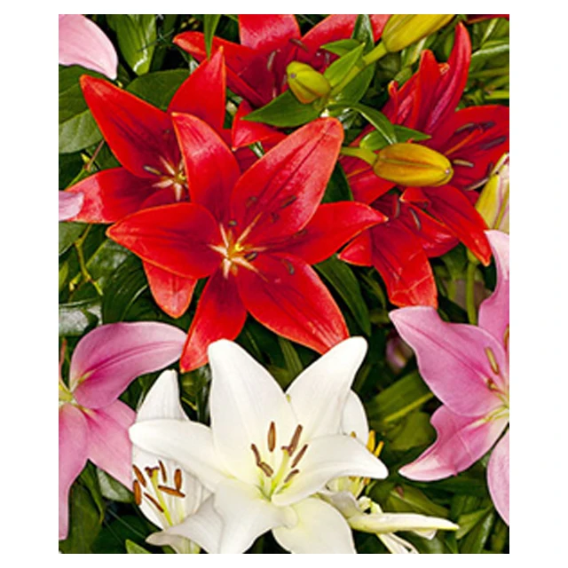 Asiatic Lilly