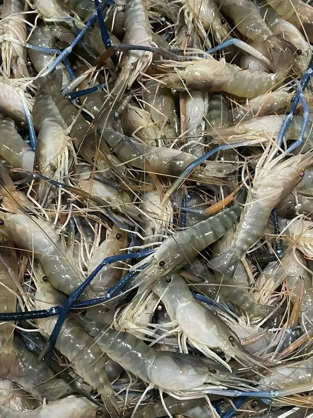 Frozen Shrimp All Seafood Best Quality from Thailand for100% Export Ready to ship OEM support