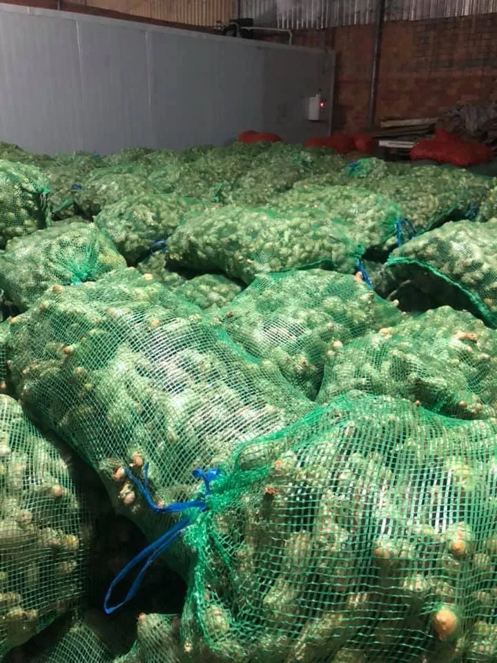 
Origin from Vietnam bulk fresh ginger size 150g and up to 500g mesh bag 21kg or carton 10kg net weight 
