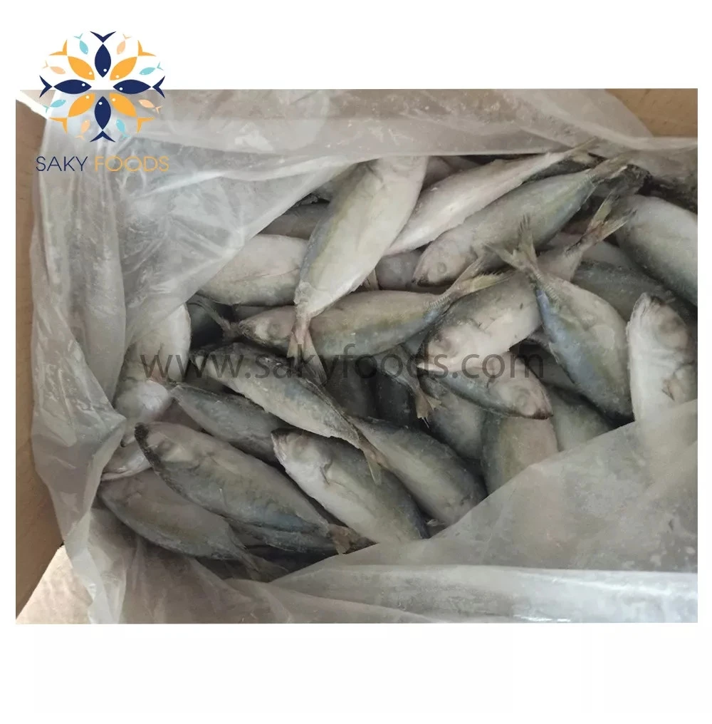 Factory Supplier Best Price Top Grade High Quality Big Eyes Scad Fish from Viet Nam Block Bulk Style Packaging