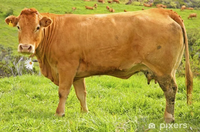 
Live Pregnant Goats/Horses/Donkeys/Cattle/Cows/sheep and Camel For SALE 