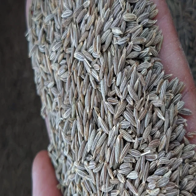 Семена тмина купите цену на семена