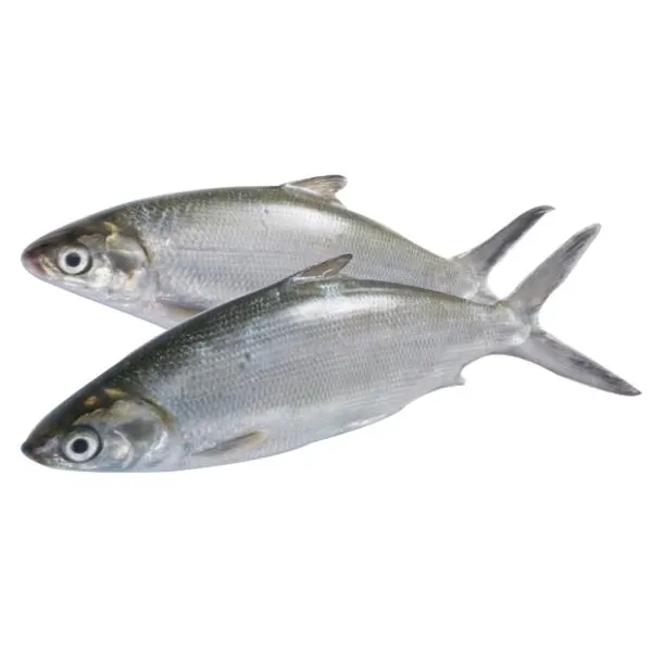 
 Свежая замороженная молочная рыба, доступная в продаже  