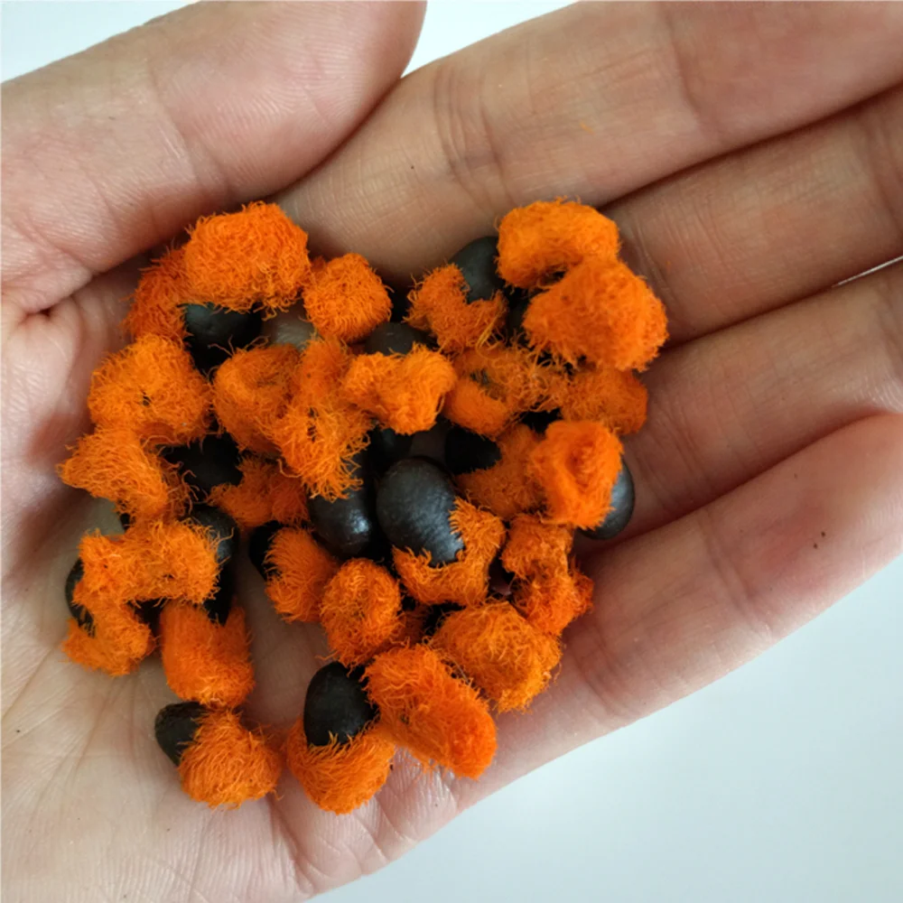 
BUY BIRD OF PARADISE Strelitzia reginae SEEDS 