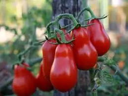 Сделанные в Италии продукты питания томатные соусы двойной концентрат кремы приятно для жизни loke it
