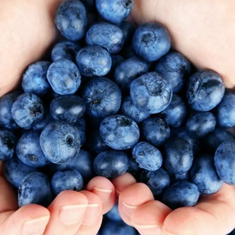 The best factory Price fresh fruit bluberry