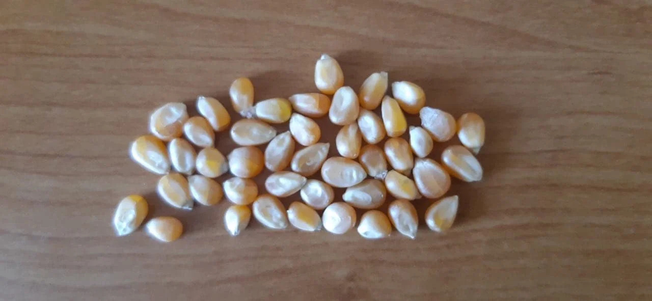 Popcorn Maize Grain Ukraine Origin Popped Corn