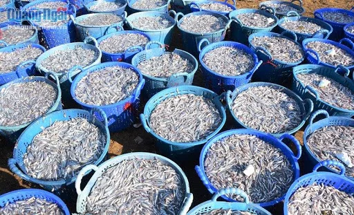 Wholesale Dried Anchovy Fish in Vietnam 2021