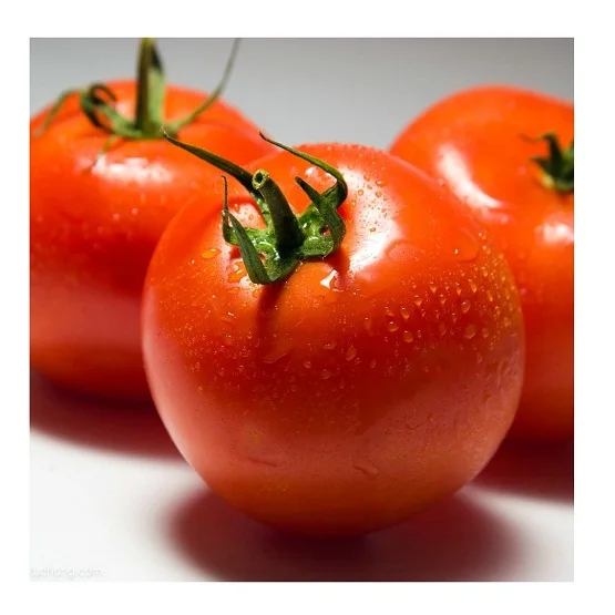 
Hot Selling Price Of Fresh Tomatoes in Bulk 