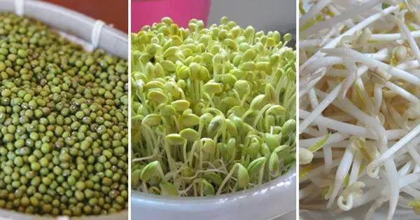 Wholesale Orsafarm Green beans 5kg/pack Premium Quality Green Mung Beans Medium Grains vigna beans for sprouting