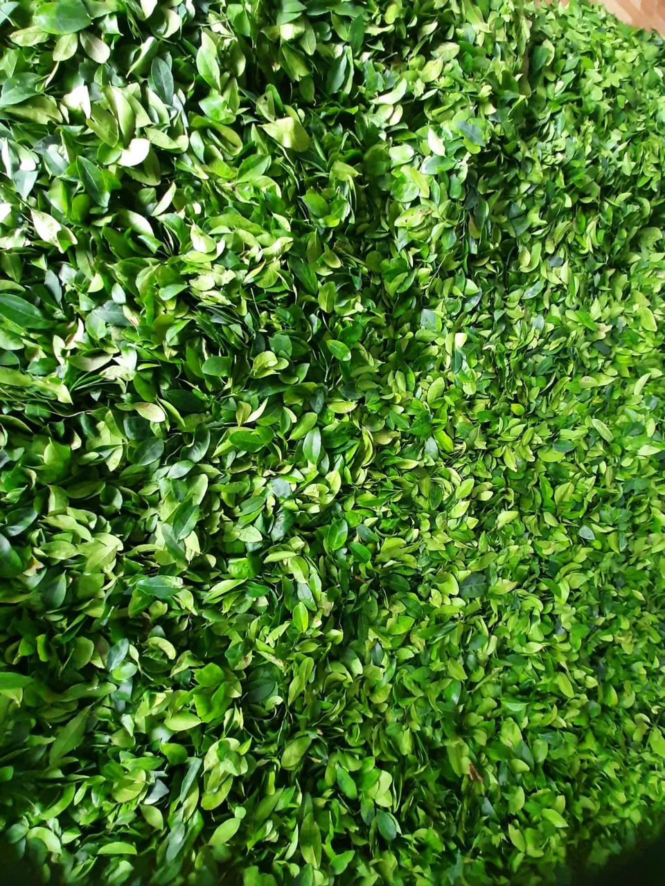 
Dried Lemon Leaves/ Slices Dried Lemon leaves/ Dried Lime Leaves Dehydrated Lemon leaf for Tea ORigin Vietnam 