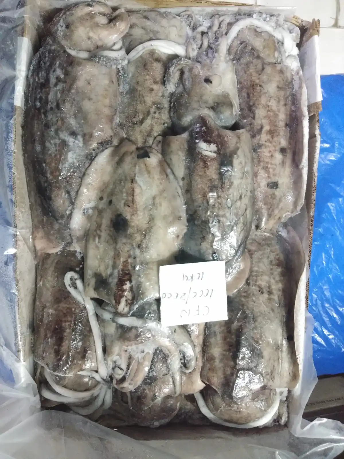 Block frozen Cuttlefish whole from India, cuttlefish size 1000/2000, 2000 up